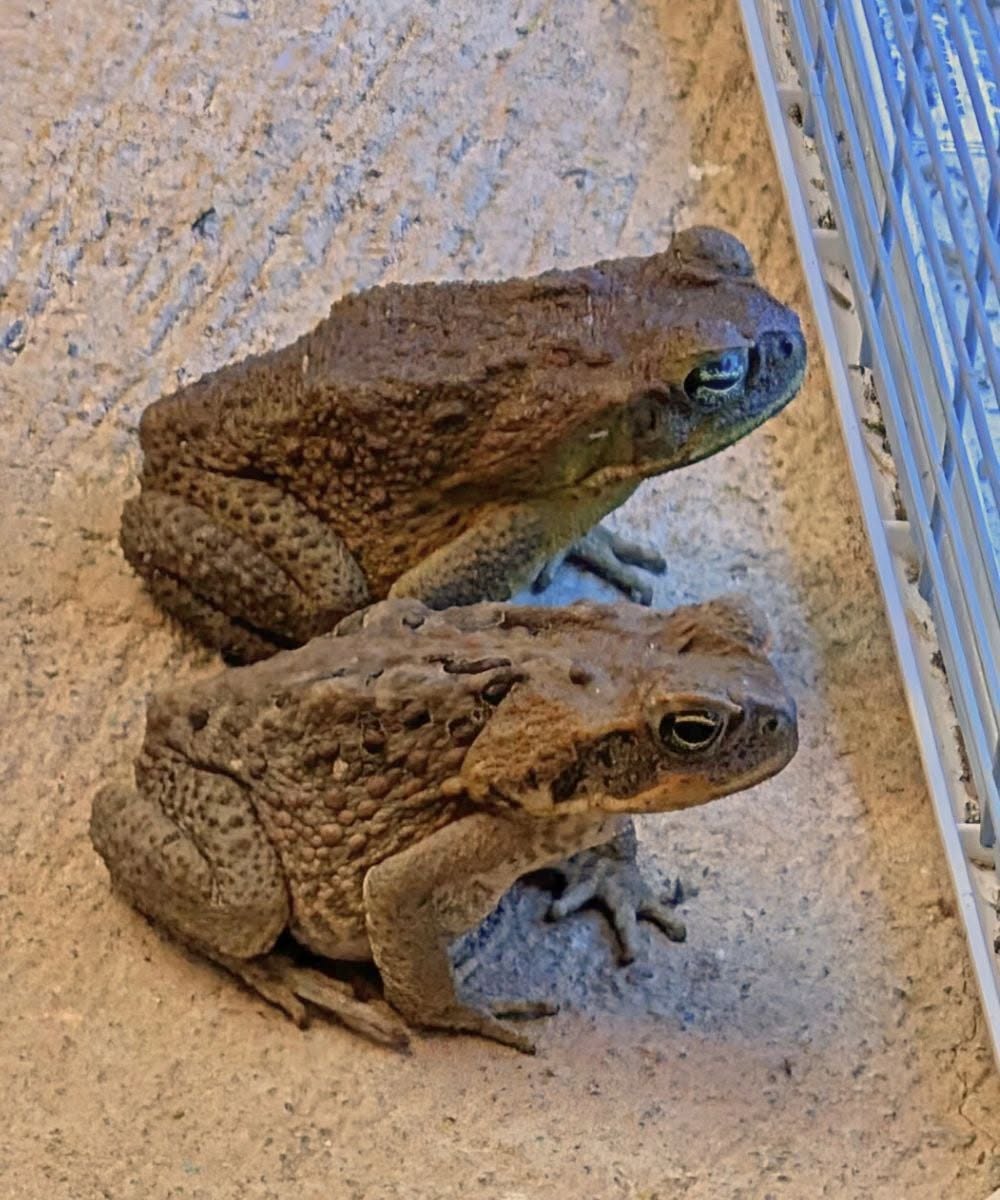 Why does a toad appear in your house and what might its presence ...